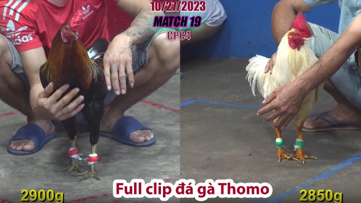 CPC4- TRẬN 19 | đá gà Thomo | 10/27/2023