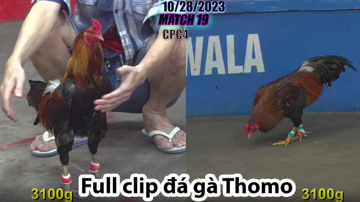 CPC4- TRẬN 19 | đá gà Thomo | 10/28/2023