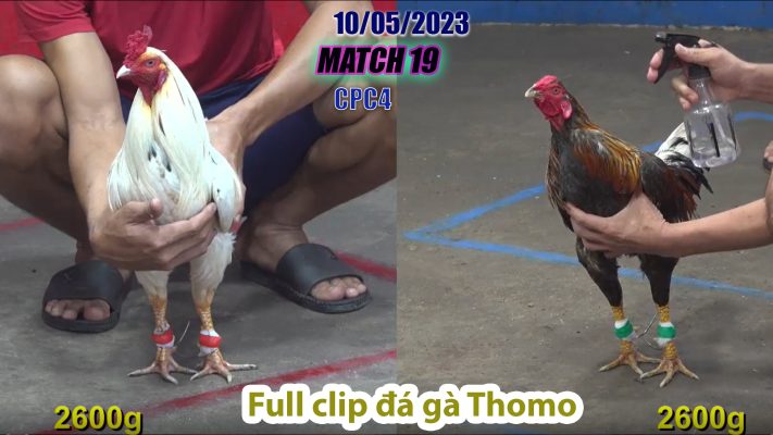 CPC4- TRẬN 19 | đá gà Thomo | 10/05/2023