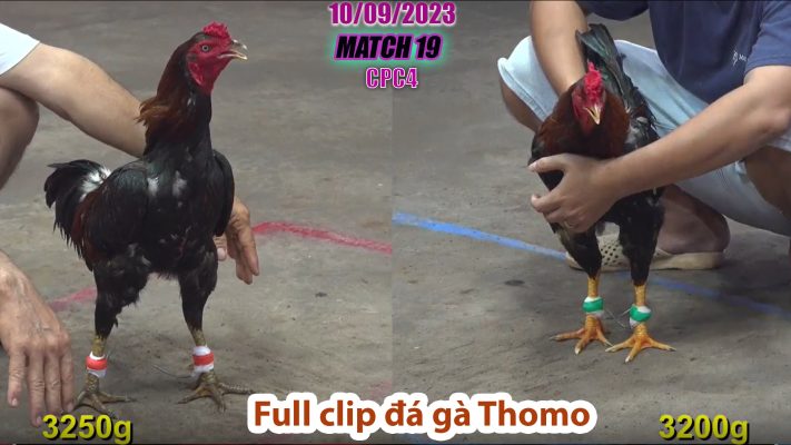 CPC4- TRẬN 19 | đá gà Thomo | 10/09/2023