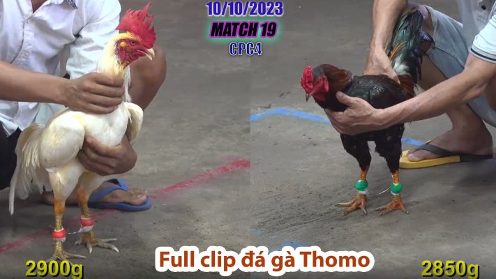 CPC4- TRẬN 19 | đá gà Thomo | 10/10/2023