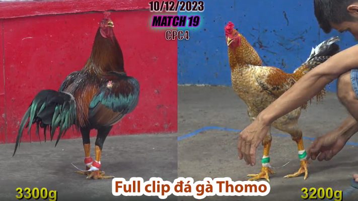 CPC4- TRẬN 19 | đá gà Thomo | 10/12/2023