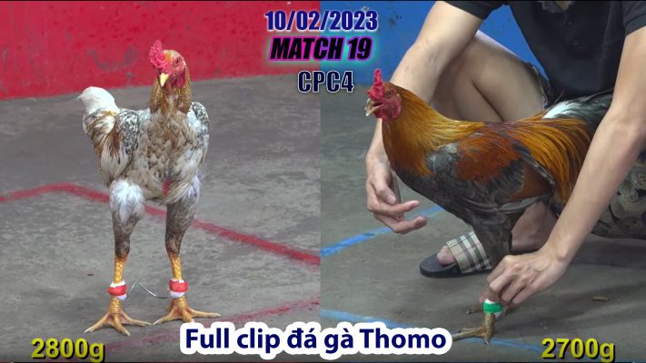 CPC4- TRẬN 19 | đá gà Thomo | 10/02/2023