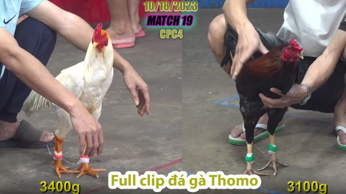 CPC4- TRẬN 19 | đá gà Thomo | 10/18/2023