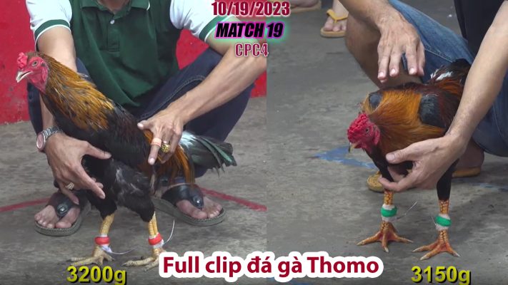 CPC4- TRẬN 19 | đá gà Thomo | 10/19/2023