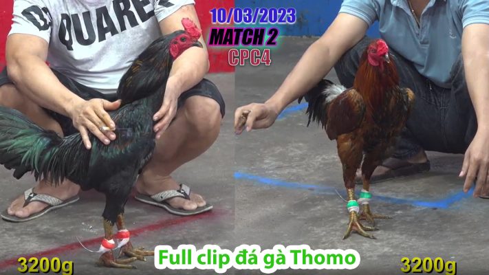 CPC4- TRẬN 2 | đá gà Thomo | 10/03/2023