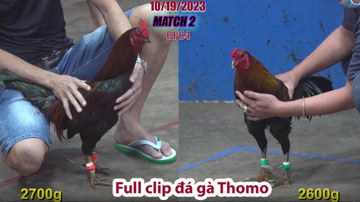 CPC4- TRẬN 2 | đá gà Thomo | 10/19/2023