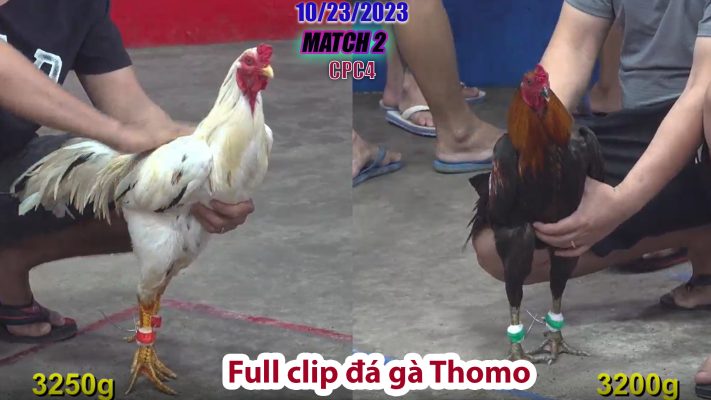 CPC4- TRẬN 2 | đá gà Thomo | 10/23/2023