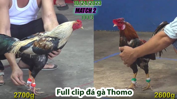 CPC4- TRẬN 2| đá gà Thomo | 10/24/2023