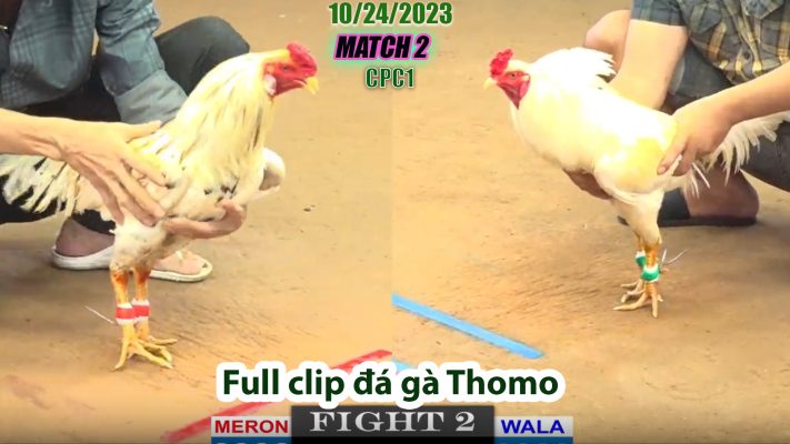 CPC1- TRẬN 2 | đá gà Thomo | 10/24/2023