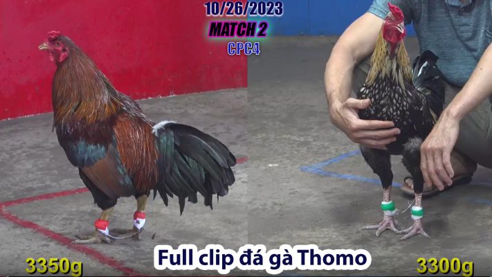 CPC4- TRẬN 2 | đá gà Thomo | 10/26/2023