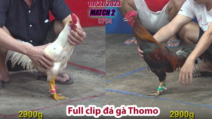 CPC4- TRẬN 2 | đá gà Thomo | 10/27/2023