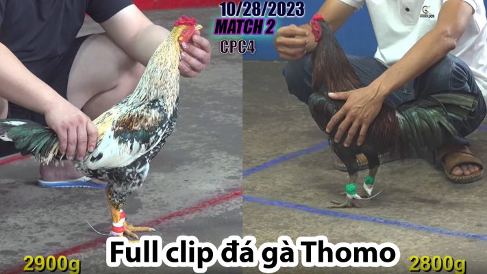 CPC4- TRẬN 2 | đá gà Thomo | 10/28/2023