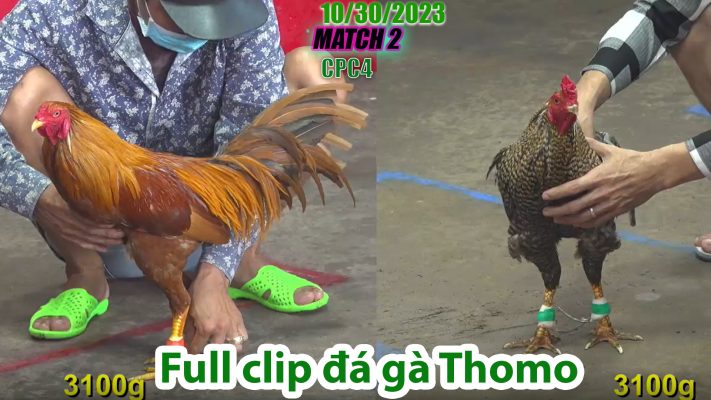 CPC4- TRẬN 2 | đá gà Thomo | 10/30/2023