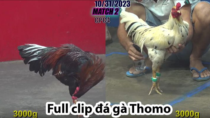 CPC4- TRẬN 2 | đá gà Thomo | 10/31/2023