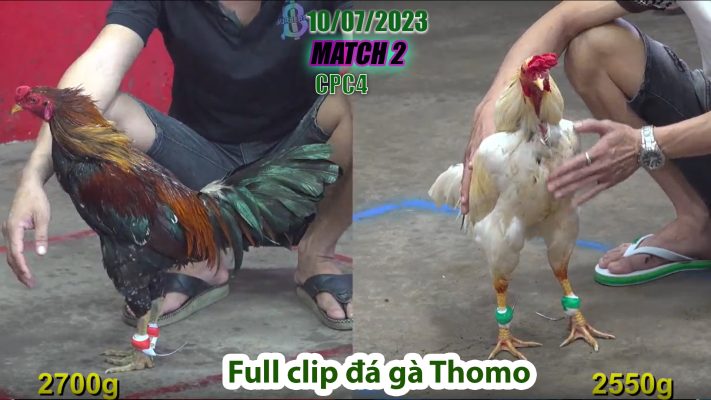 CPC4- TRẬN 2 | đá gà Thomo | 10/07/2023