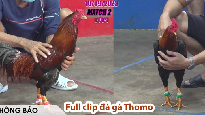 CPC4- TRẬN 2 | đá gà Thomo | 10/09/2023