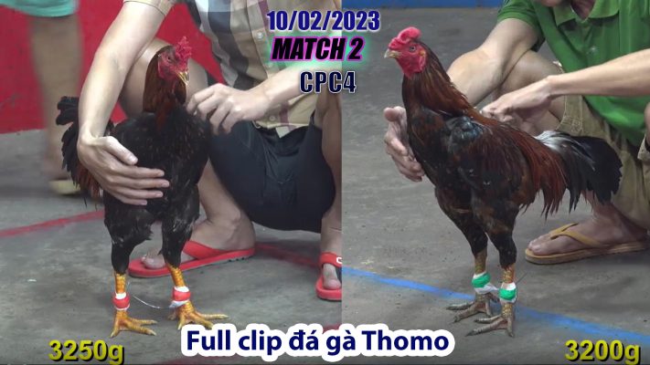 CPC4- TRẬN 2 | đá gà Thomo | 10/02/2023