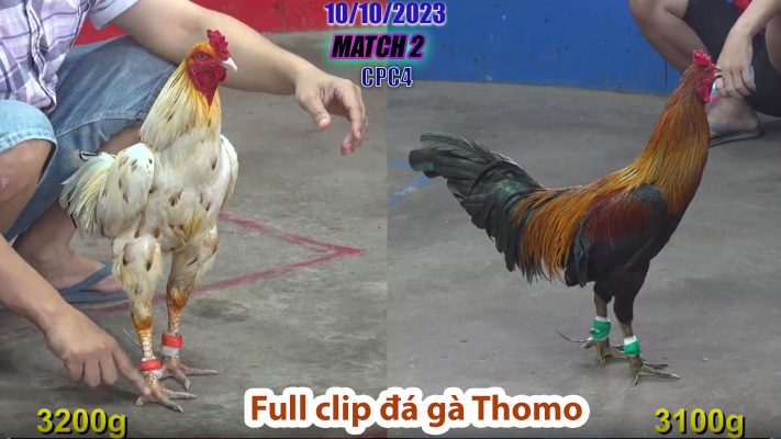 CPC4- TRẬN 2 | đá gà Thomo | 10/10/2023