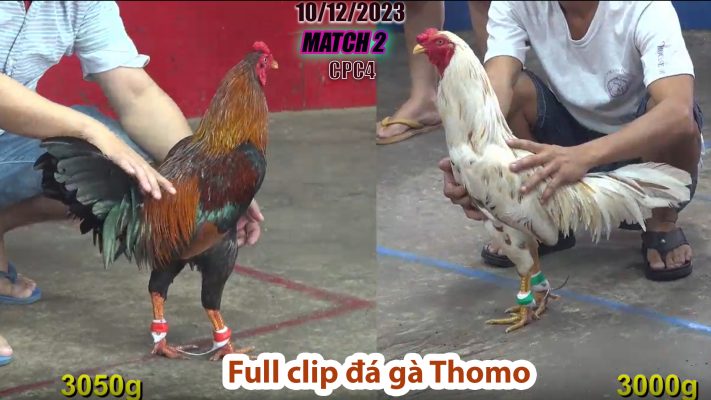 CPC4- TRẬN 2| đá gà Thomo | 10/12/2023