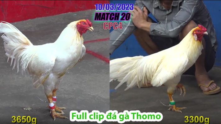 CPC4- TRẬN 20 | đá gà Thomo | 10/03/2023