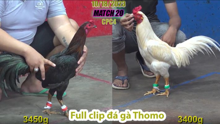 CPC4- TRẬN 20 | đá gà Thomo | 10/18/2023