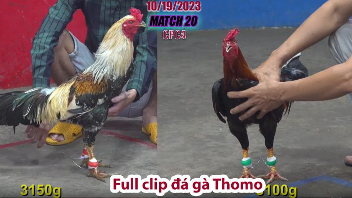 CPC4- TRẬN 20 | đá gà Thomo | 10/19/2023