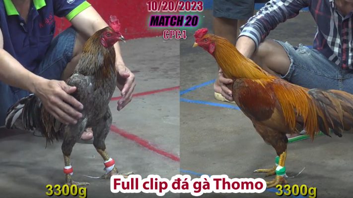 CPC4- TRẬN 20 | đá gà Thomo | 10/20/2023