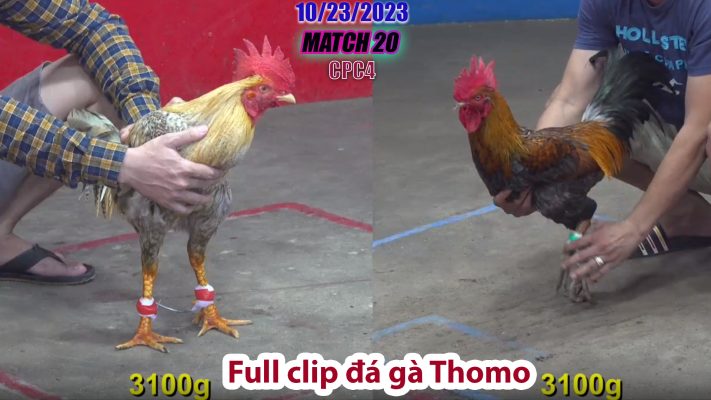 CPC4- TRẬN 20 | đá gà Thomo | 10/23/2023