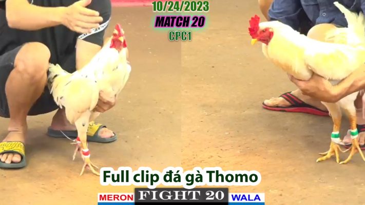 CPC1- TRẬN 20 | đá gà Thomo | 10/24/2023