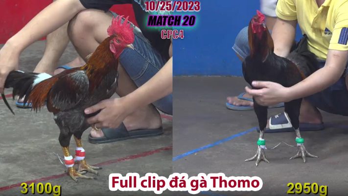 CPC4- TRẬN 20 | đá gà Thomo | 10/25/2023