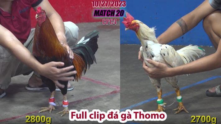 CPC4- TRẬN 20 | đá gà Thomo | 10/27/2023