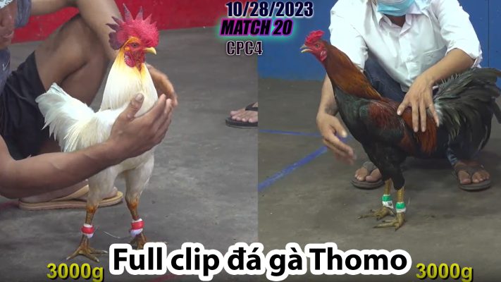 CPC4- TRẬN 20 | đá gà Thomo | 10/28/2023