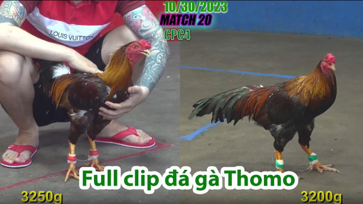 CPC4- TRẬN 20 | đá gà Thomo | 10/30/2023