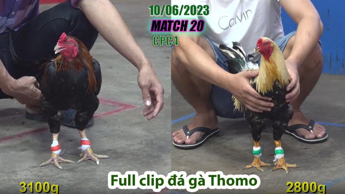 CPC4- TRẬN 20 | đá gà Thomo | 10/06/2023