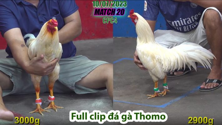 CPC4- TRẬN 20 | đá gà Thomo | 10/07/2023