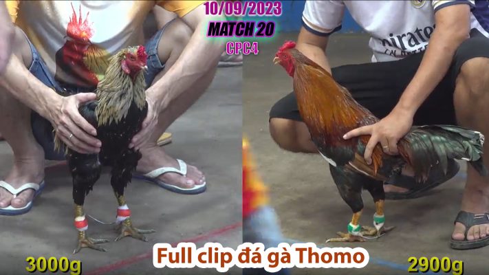 CPC4- TRẬN 20 | đá gà Thomo | 10/09/2023