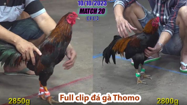 CPC4- TRẬN 20 | đá gà Thomo | 10/10/2023