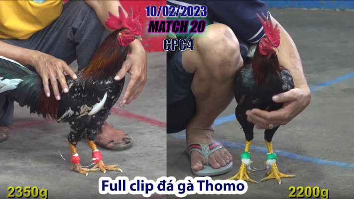 CPC4- TRẬN 20 | đá gà Thomo | 10/02/2023