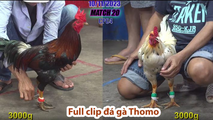 CPC4- TRẬN 20 | đá gà Thomo | 10/11/2023