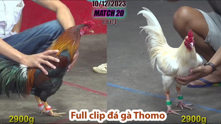 CPC4- TRẬN 20| đá gà Thomo | 10/12/2023