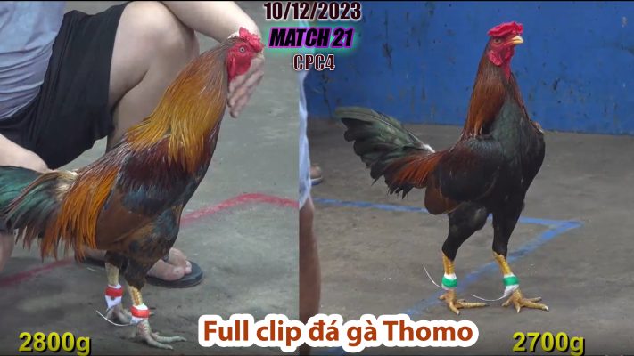 CPC4- TRẬN 21 | đá gà Thomo | 10/12/2023