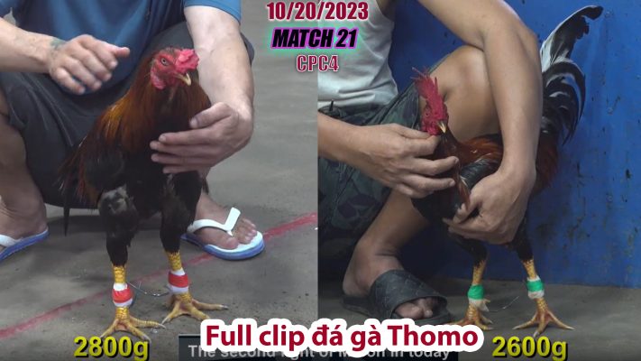 CPC4- TRẬN 21 | đá gà Thomo | 10/20/2023