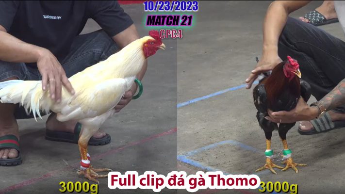 CPC4- TRẬN 21 | đá gà Thomo | 10/23/2023