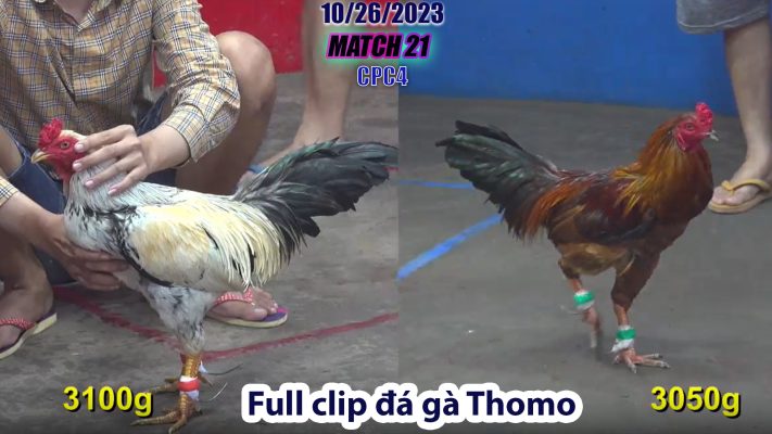 CPC4- TRẬN 21 | đá gà Thomo | 10/26/2023