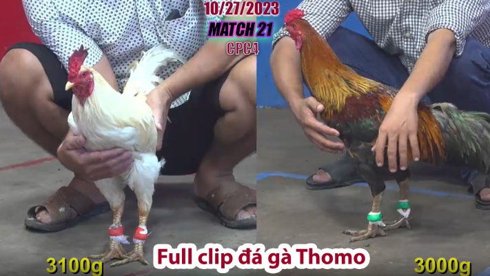 CPC4- TRẬN 21 | đá gà Thomo | 10/27/2023