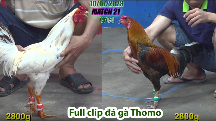 CPC4- TRẬN 21 | đá gà Thomo | 10/07/2023