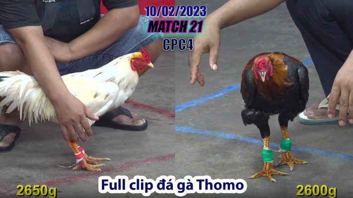 CPC4- TRẬN 21 | đá gà Thomo | 10/02/2023