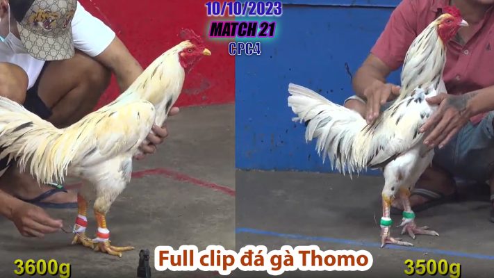 CPC4- TRẬN 21 | đá gà Thomo | 10/10/2023