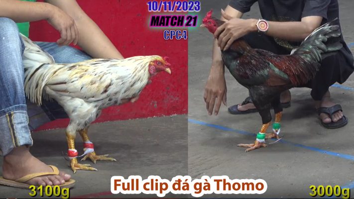 CPC4- TRẬN 21 | đá gà Thomo | 10/11/2023